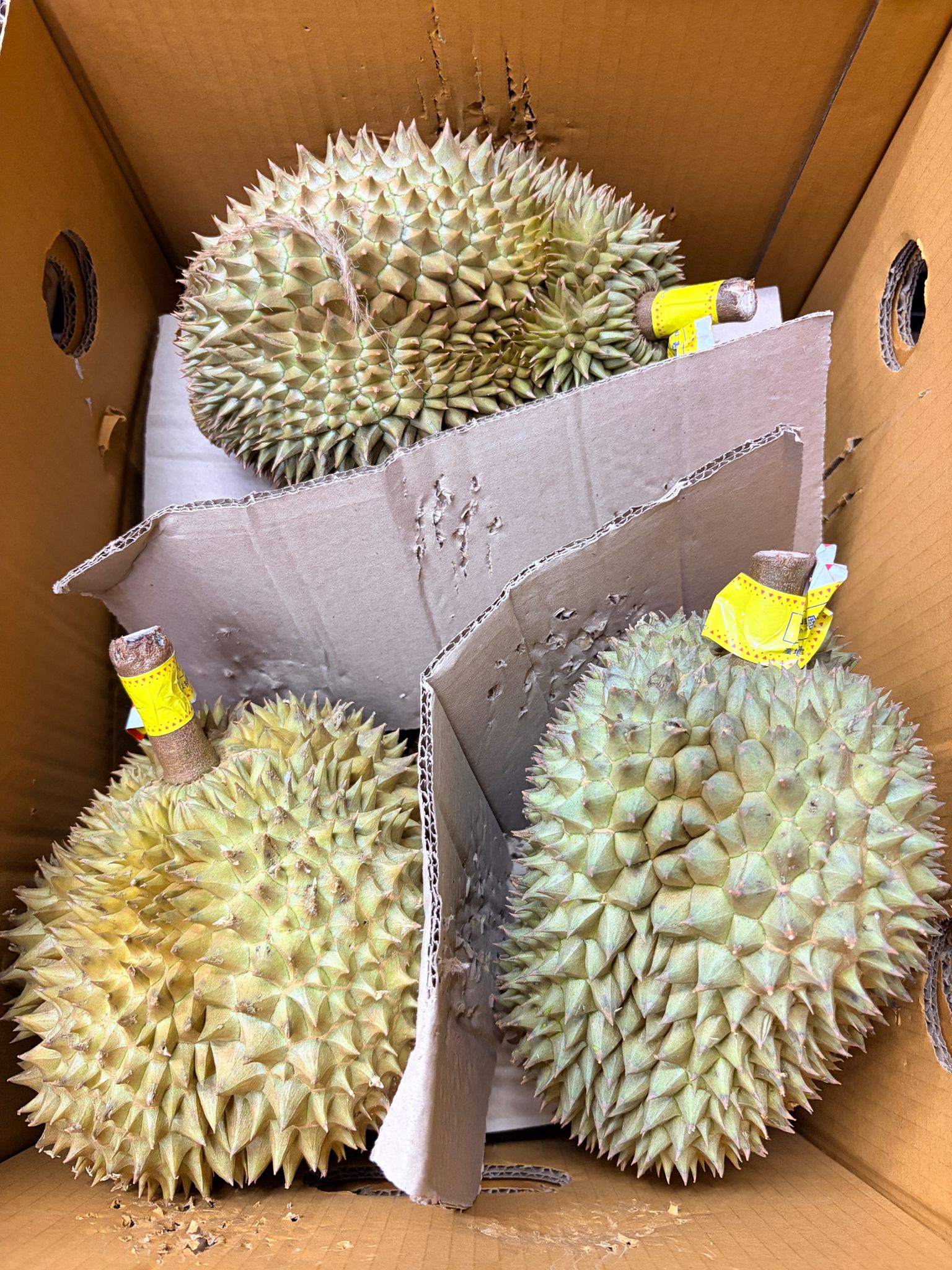 泰國TP金枕頭榴槤 約2.2kg 1個